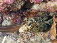 Spotted Trunkfish